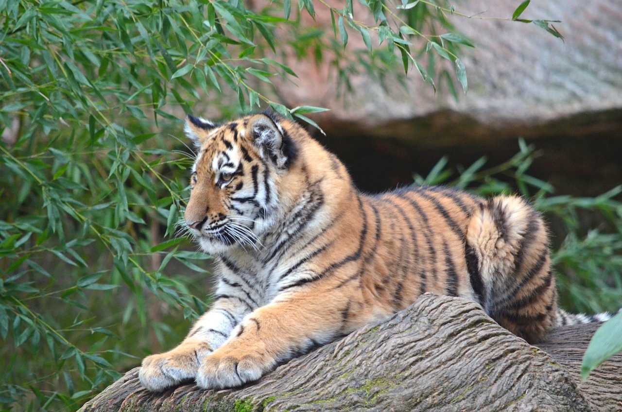 Sumatra-Tiger